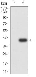 AML1 / RUNX1 Antibody (clone 6C12B3)