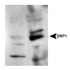 DNM1L / DRP1 Antibody (Internal, Biotin)