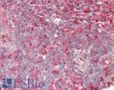 CD86 Antibody (aa46-282)