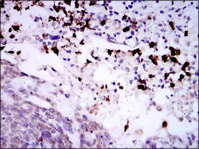 SPIB Antibody (clone 4G5)