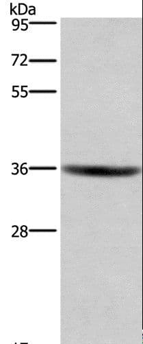 GPR171 Antibody