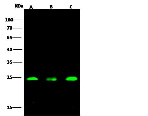 GSTP1 / GST Pi Antibody (Preservative Free)