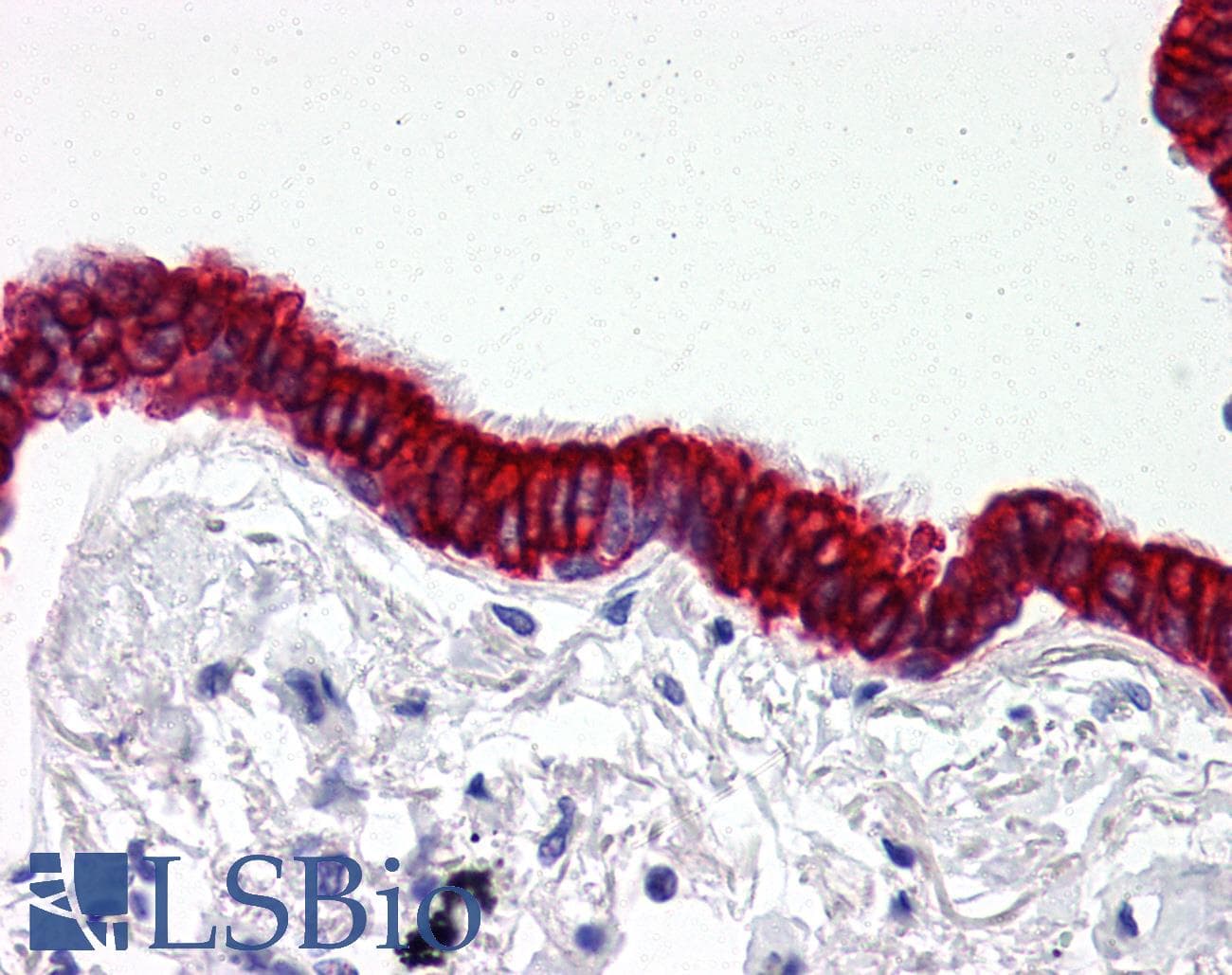 IHC-plus™ SCO2 Antibody