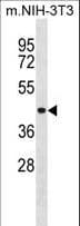 p66 / SHC Antibody (aa378-405)