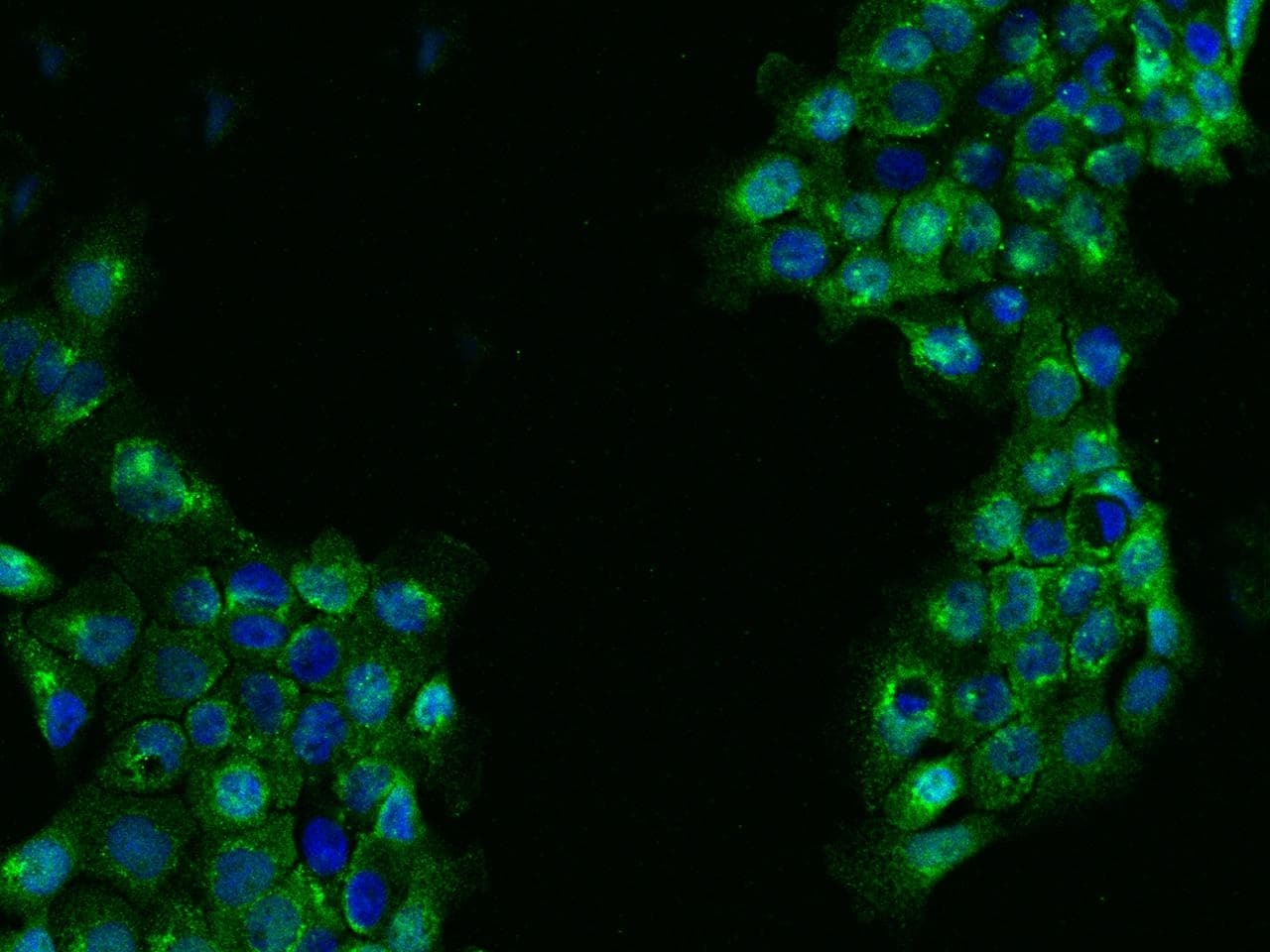Polyclonal Rabbit anti-Human FAR2 Antibody (IHC, IF)