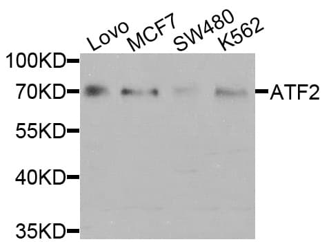ATF2 Antibody