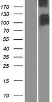 Human SLC4A1 / Band 3 / AE1 Protein (Over-Expression Lysate Myc-DDK (Flag))