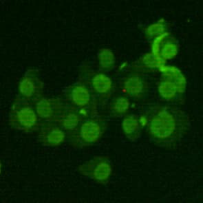 Monoclonal Mouse anti-Human XRCC6 / Ku70 Antibody (WB)