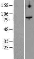 TELO2 Protein (Over-Expression Lysate Myc-DDK (Flag))