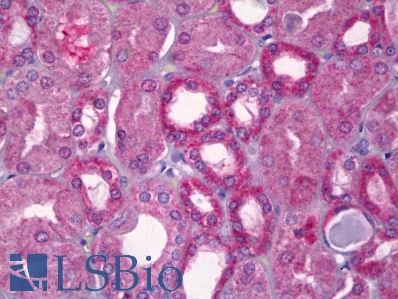 IHC-plus™ MAPK8 / JNK1 Antibody (clone 1A2)