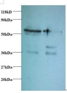 TAX1BP3 Antibody