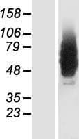 GRINA Protein (Over-Expression Lysate Myc-DDK (Flag))
