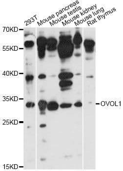OVOL1 Antibody