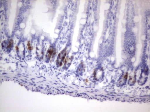 BrdU Antibody (clone 2H8)