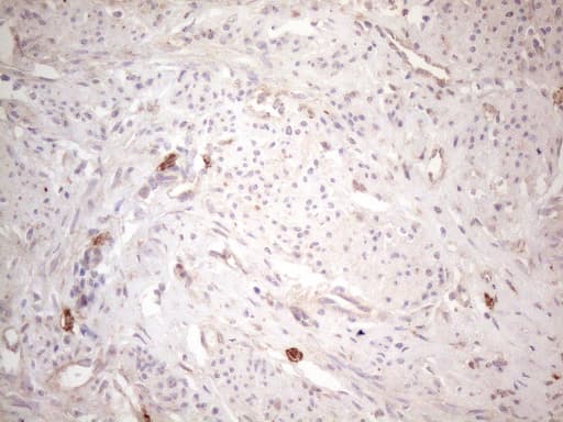 c-Kit / CD117 Antibody (aa27-308, clone OTI1B6, Carrier-free)