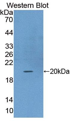 FGF22 Antibody (PE)