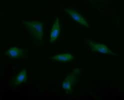 MSI2 Antibody (clone OTI2F10)