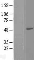ZFP2 Protein (Over-Expression Lysate Myc-DDK (Flag))