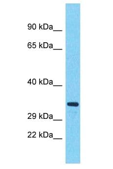HEY1 Antibody (aa33-82)