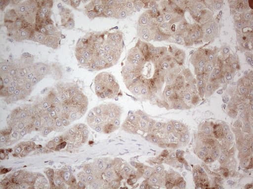 GRN / Granulin Antibody (aa327-593, clone OTI3B3)