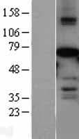 Human MLLT3 / AF9 Protein (Over-Expression Lysate Myc-DDK (Flag))