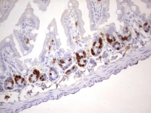 IdU / Iododeoxyuridine Antibody (clone 1F4)