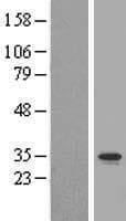 C2orf47 Protein (Over-Expression Lysate Myc-DDK (Flag))