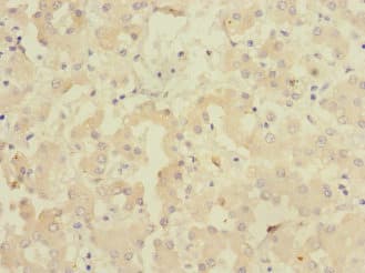 CR6 / GADD45G Antibody