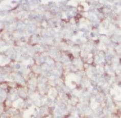 CD80 Antibody