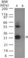Influenza A H9N2 M1 Antibody (aa9-28)
