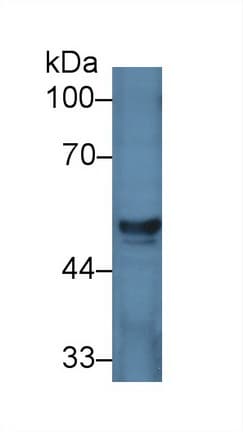 HGD Antibody (aa8-205, APC)