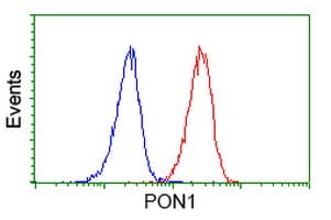PON1 / ESA Antibody (clone OTI2A9)
