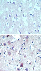 THEM6 / C8orf55 Antibody (aa200-250)