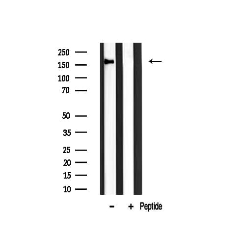 MCM3AP / GANP Antibody