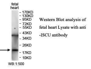 IHC-plus™ ISCU Antibody (aa3-148)