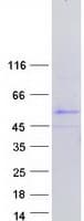 Human TSPY4 Protein (Recombinant Myc-DDK (Flag))