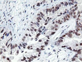 TASP / LANCL2 Antibody (aa212-450, clone OTI1C5)