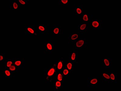 HIST1H3A Antibody