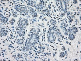 PPP5C Antibody (clone OTI5G5)