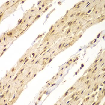 CDX1 Antibody