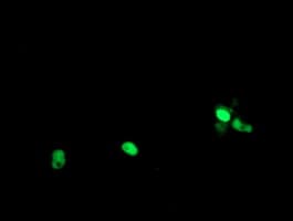POLR3C Antibody (clone OTI2H1)