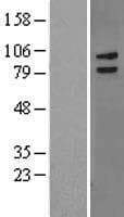 LRCH3 Protein (Over-Expression Lysate Myc-DDK (Flag))
