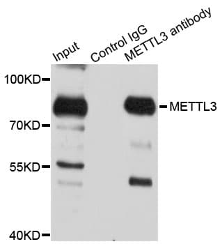 Polyclonal Rabbit anti-Human METTL3 Antibody (IHC, WB)