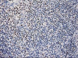 STAT5A Antibody (clone OTI6D6)