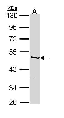 HNRNPF / hnRNP F Antibody (aa1-204)