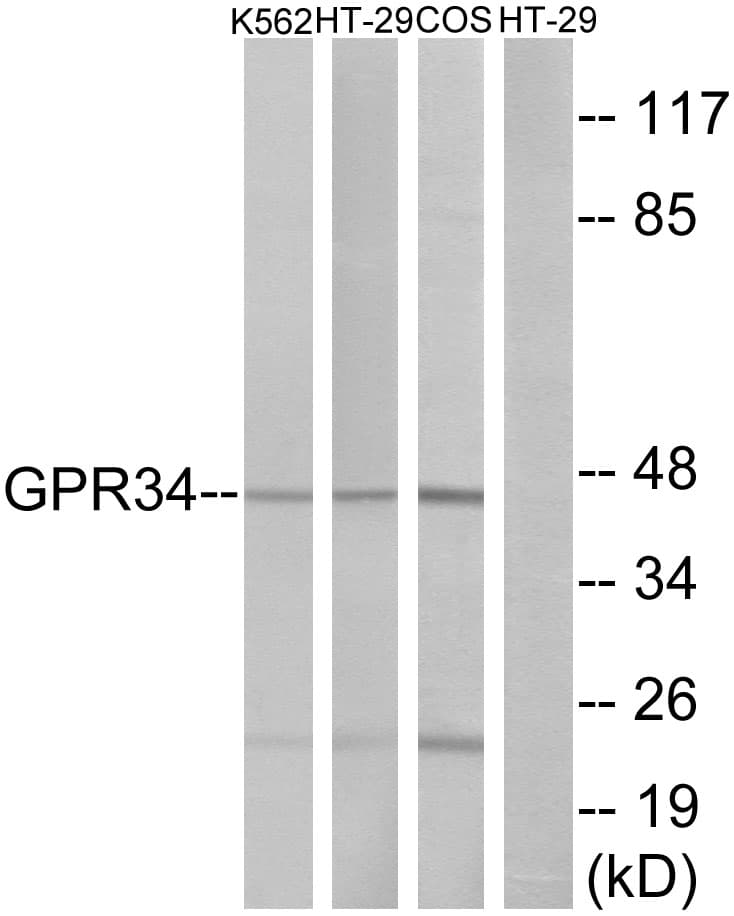 IHC-plus™ GPR34 Antibody (aa181-230)