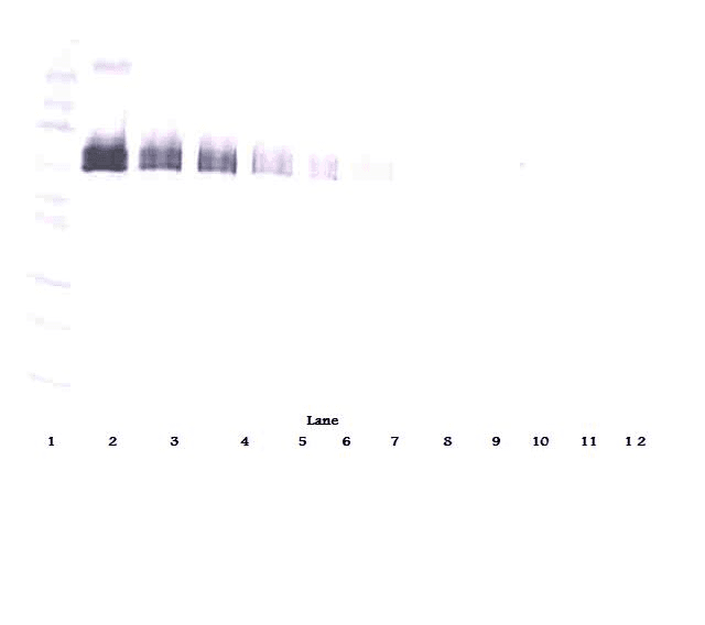 DLL4 Antibody (Biotin)