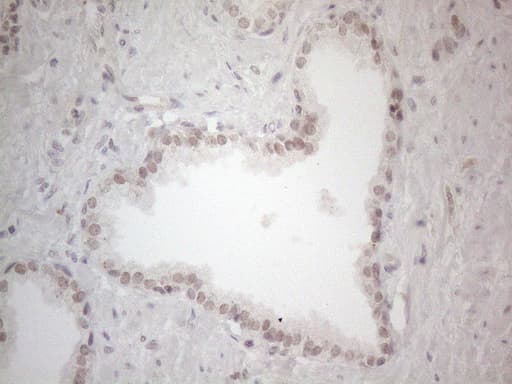 SPT3 / SUPT3H Antibody (clone OTI1A5)