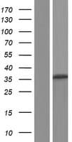 MEDAG Protein (Over-Expression Lysate Myc-DDK (Flag))