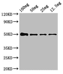 Polyclonal Rabbit anti-Human IDN3 / NIPBL Antibody (IHC)